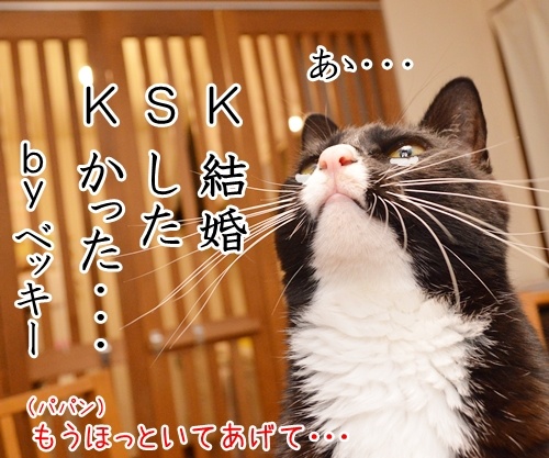 ＫＳＫ　猫の写真で４コマ漫画　２コマ目ッ　