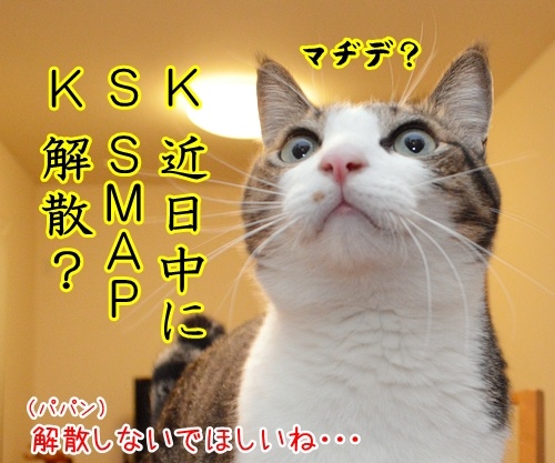 ＫＳＫ　猫の写真で４コマ漫画　３コマ目ッ　