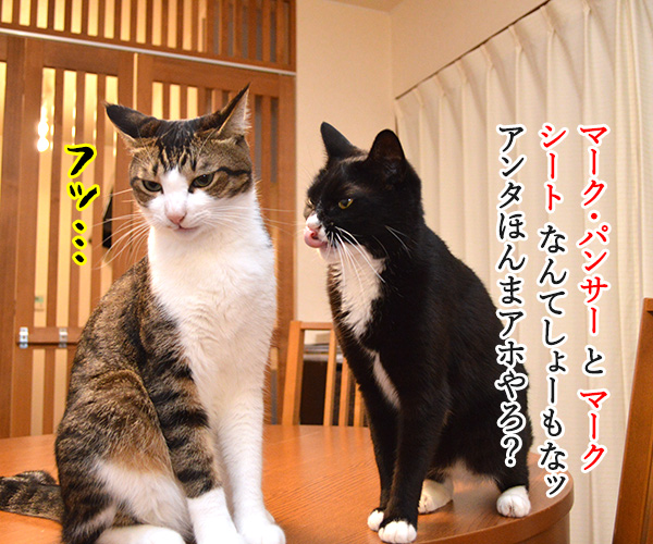 夫婦漫才 ミカとジョージ 其の五 猫の写真で4コマ漫画 3コマ目ッ