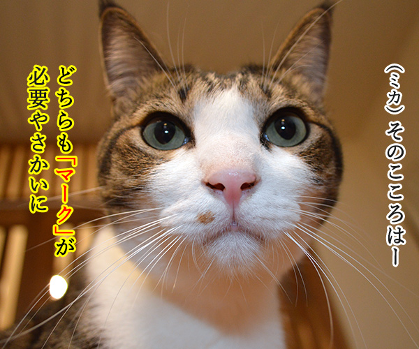夫婦漫才 ミカとジョージ 其の五 猫の写真で4コマ漫画 2コマ目ッ