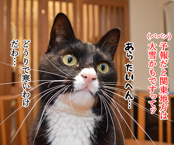 東京にも大雪注意報ですってッ 猫の写真で4コマ漫画 1コマ目ッ
