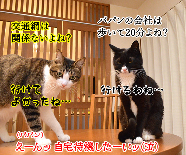 東京にも大雪注意報ですってッ 猫の写真で4コマ漫画 4コマ目ッ