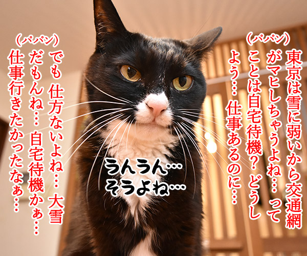 東京にも大雪注意報ですってッ 猫の写真で4コマ漫画 3コマ目ッ