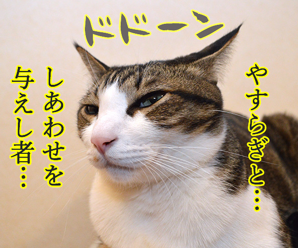 私は神……　猫の写真で４コマ漫画　２コマ目ッ