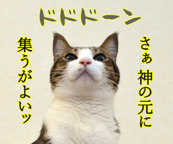 私は神……　猫の写真で４コマ漫画　３コマ目ッ