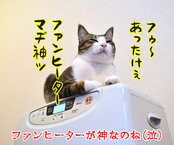 私は神……　猫の写真で４コマ漫画　４コマ目ッ