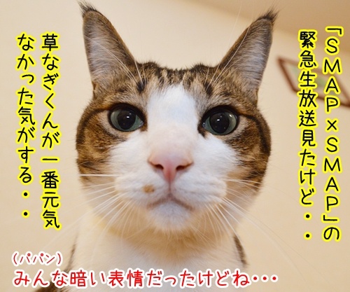 スマスマ緊急生放送を見て……　猫の写真で４コマ漫画　１コマ目ッ