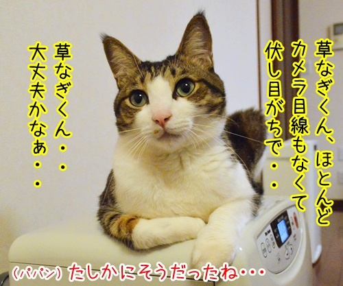 スマスマ緊急生放送を見て……　猫の写真で４コマ漫画　２コマ目ッ