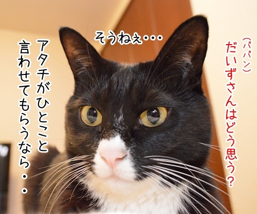 スマスマ緊急生放送を見て……　猫の写真で４コマ漫画　３コマ目ッ