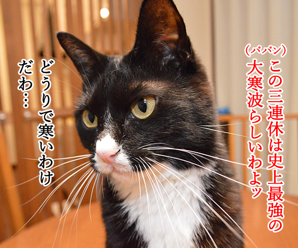 約40年ぶりの大寒波襲来ッ!! 猫の写真で4コマ漫画 1コマ目ッ