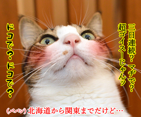 約40年ぶりの大寒波襲来ッ!! 猫の写真で4コマ漫画 2コマ目ッ
