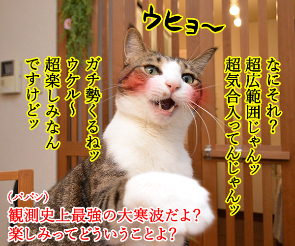 約40年ぶりの大寒波襲来ッ!! 猫の写真で4コマ漫画 3コマ目ッ