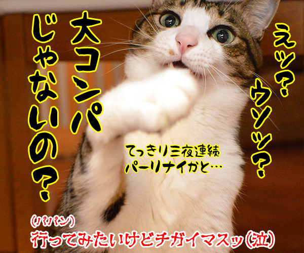 約40年ぶりの大寒波襲来ッ!! 猫の写真で4コマ漫画 4コマ目ッ