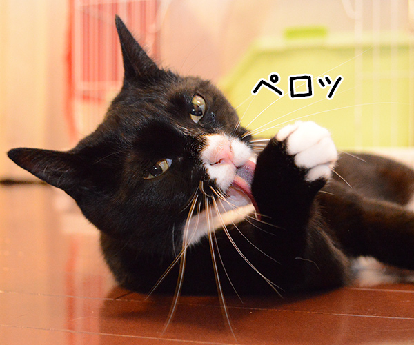 カピカピではなく… 猫の写真で4コマ漫画 1コマ目ッ