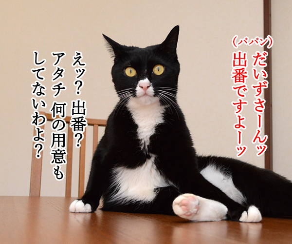 だいずさーんッ　出番ですよーッ　猫の写真で４コマ漫画　１コマ目ッ