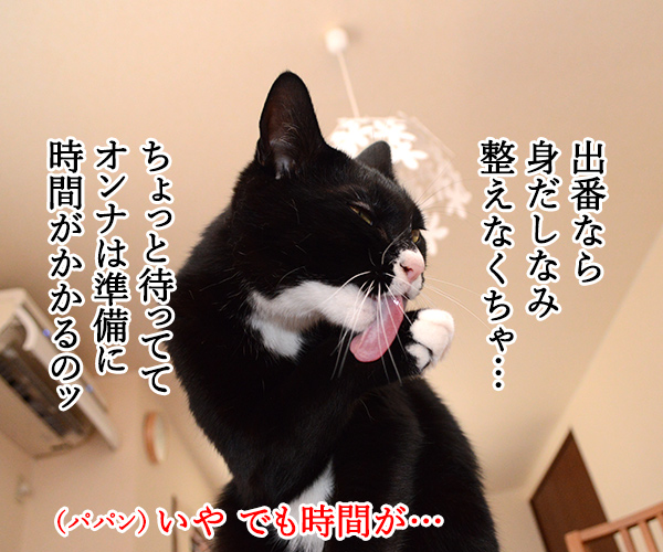 だいずさーんッ　出番ですよーッ　猫の写真で４コマ漫画　２コマ目ッ