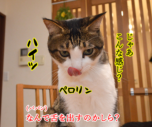 あずきさーんッ 出番ですよーッ　猫の写真で４コマ漫画　３コマ目ッ