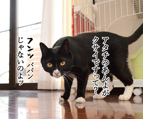 疑惑　其の一　猫の写真で４コマ漫画　１コマ目ッ