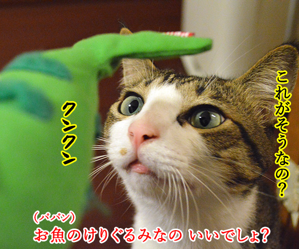 新しいおもちゃですよーッ　猫の写真で４コマ漫画　２コマ目ッ