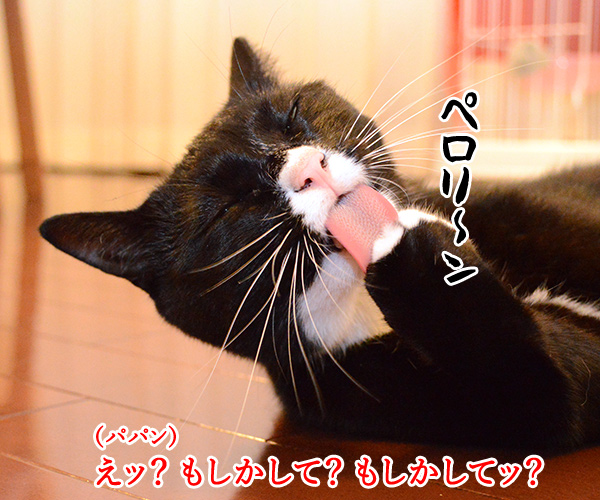 だいずさんがおててを…　猫の写真で４コマ漫画　３コマ目ッ