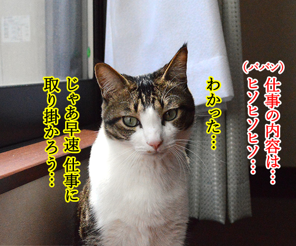 必殺仕事ねこ　猫の写真で４コマ漫画　２コマ目ッ