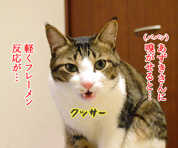 ちょっと実験してみたの　猫の写真で４コマ漫画　２コマ目ッ