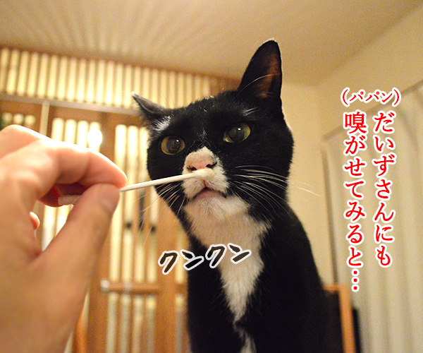 ちょっと実験してみたの　猫の写真で４コマ漫画　３コマ目ッ