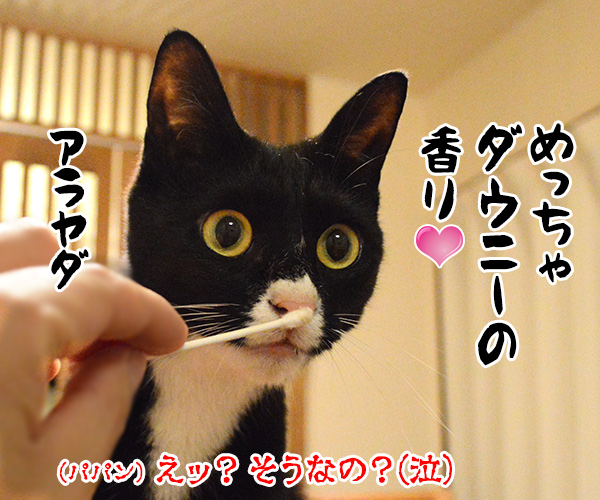 ちょっと実験してみたの　猫の写真で４コマ漫画　４コマ目ッ