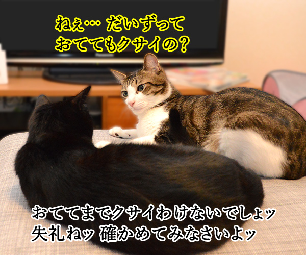 疑惑　其の二　猫の写真で４コマ漫画　１コマ目ッ