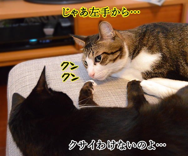 疑惑　其の二　猫の写真で４コマ漫画　２コマ目ッ