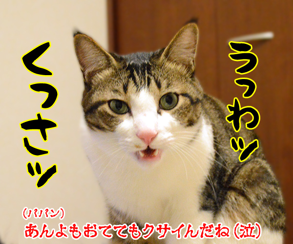 疑惑　其の二　猫の写真で４コマ漫画　４コマ目ッ