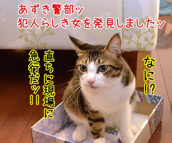 刑事もの　猫の写真で４コマ漫画　２コマ目ッ