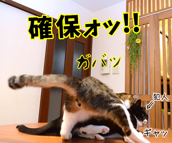 刑事もの　猫の写真で４コマ漫画　３コマ目ッ