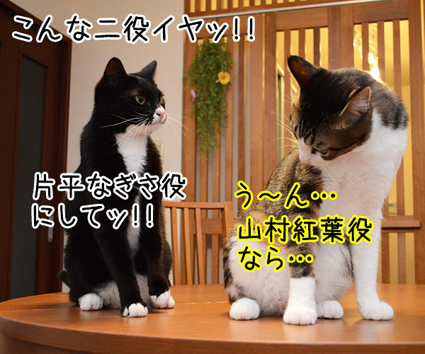 刑事もの　猫の写真で４コマ漫画　４コマ目ッ