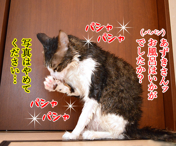 お風呂上りに突撃取材なのッ　猫の写真で４コマ漫画　１コマ目ッ