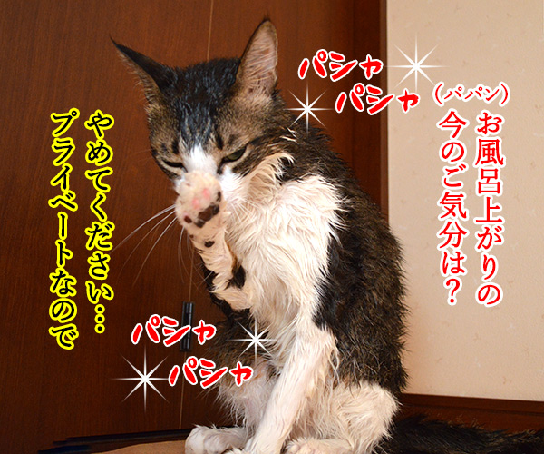 お風呂上りに突撃取材なのッ　猫の写真で４コマ漫画　２コマ目ッ