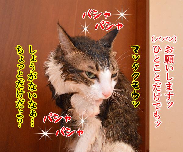 お風呂上りに突撃取材なのッ　猫の写真で４コマ漫画　３コマ目ッ