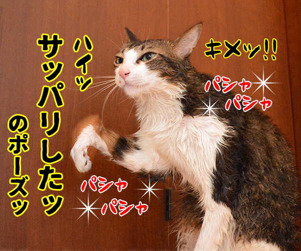 お風呂上りに突撃取材なのッ　猫の写真で４コマ漫画　４コマ目ッ