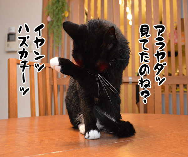 あら、見てたのね~ 猫の写真で4コマ漫画 4コマ目ッ