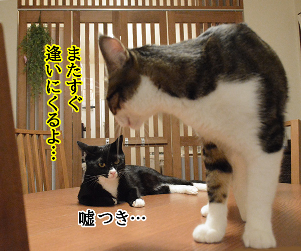 ～あずだい 愛の劇場～　猫の写真で４コマ漫画　２コマ目ッ