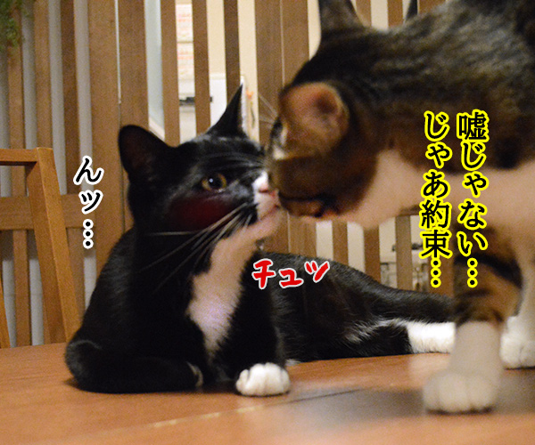 ～あずだい 愛の劇場～　猫の写真で４コマ漫画　３コマ目ッ