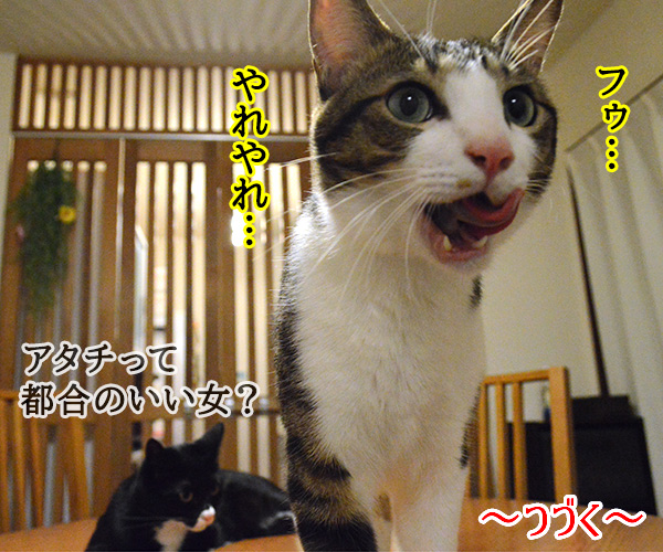 ～あずだい 愛の劇場～　猫の写真で４コマ漫画　４コマ目ッ