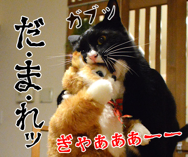 猫田係長　猫の写真で４コマ漫画　４コマ目ッ