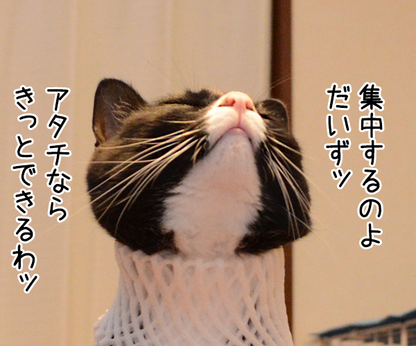 集中ッ　猫の写真で４コマ漫画　１コマ目ッ