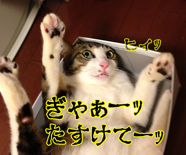 セイギノミカタ　猫の写真で４コマ漫画　１コマ目ッ