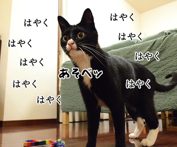 テッ テッ テッ　猫の写真で４コマ漫画　４コマ目ッ