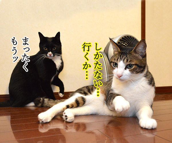 下から見るとわかること　猫の写真で４コマ漫画　３コマ目ッ