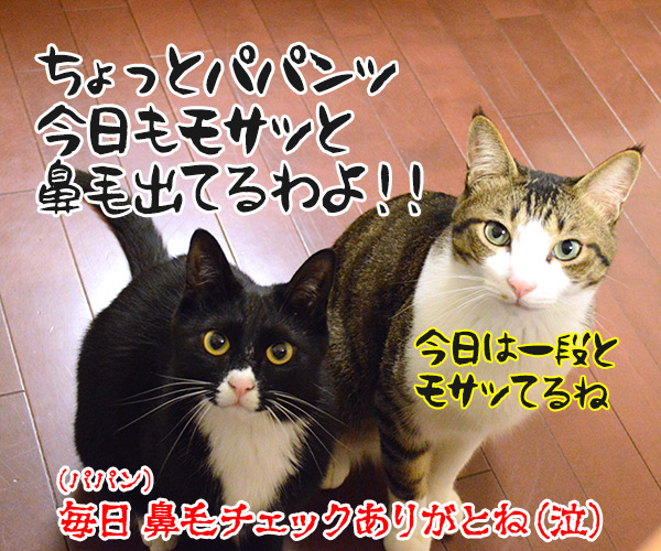 下から見るとわかること　猫の写真で４コマ漫画　４コマ目ッ