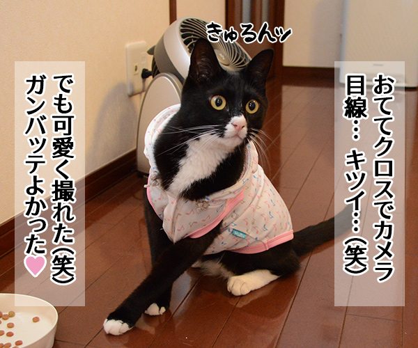 きょうはグラビア撮影だったの　猫の写真で４コマ漫画　２コマ目ッ