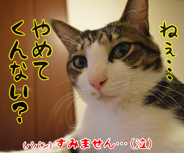 じゃじゃ丸、ぴっころ　猫の写真で４コマ漫画　４コマ目ッ